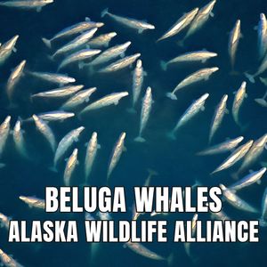 Beluga Whales with the Alaska Wildlife Alliance