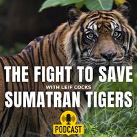 Endangered Roar - The Fight to Save Sumatran Tigers