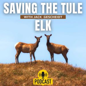 Saving the Tule Elk with Jack Gescheidt