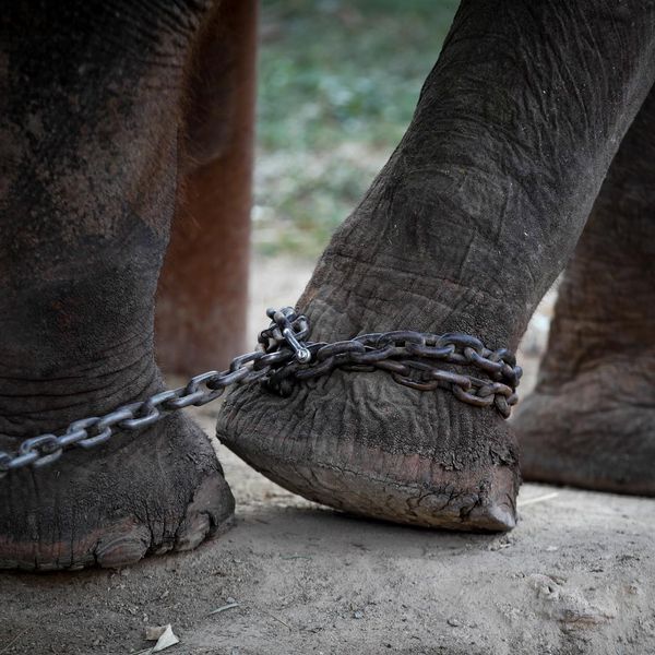 File:Elephant in chains.jpg
