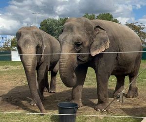 Mara and Baby Photo: Free Mara & Baby