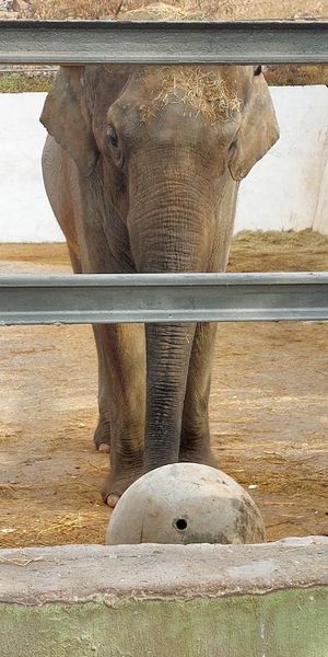 Bunka at Yerevan Zoo, Armenia. Photo credit: Mark Stratton