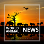 World Animal News